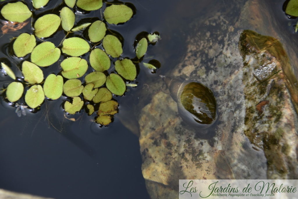 Salvinia minima (petite salvinie), plante aquatique, et limnée