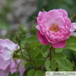 ❤ ❤ Focus sur le rosier 'L'Herbe Folle'