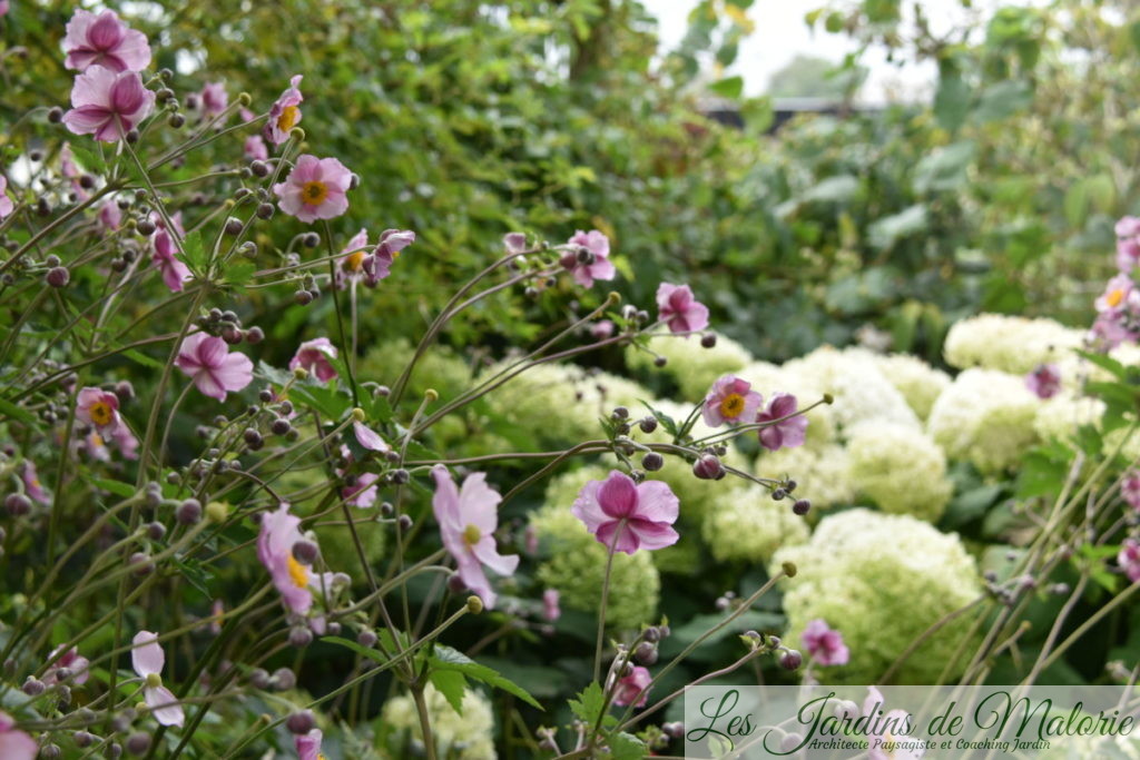 anémones du Japon et hydrangea arborescens 'Annabelle'