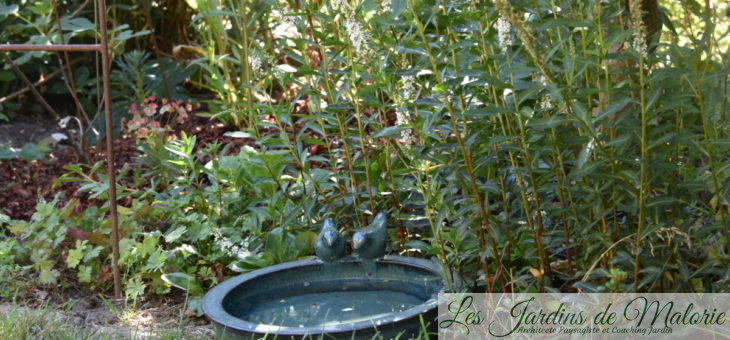 De l’eau pour les oiseaux et les hérissons