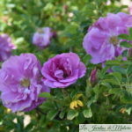 ❤ ❤  Focus sur le rosier rugosa ‘Belle Poitevine’