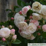 ❤ ❤  Focus sur le rosier 'Bouquet Parfait'