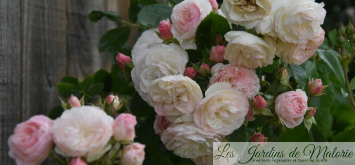 ❤ ❤  Focus sur le rosier ‘Bouquet Parfait’