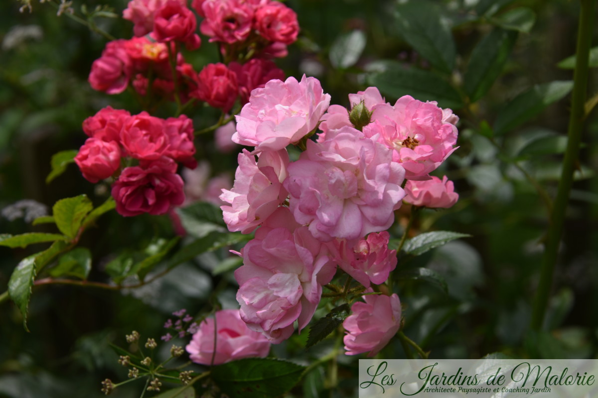 rosier grimpant rose vif ‘Brewood Belle’, de Scarman, et rosier ‘Pois de senteur’ de Jean-Lin Lebrun