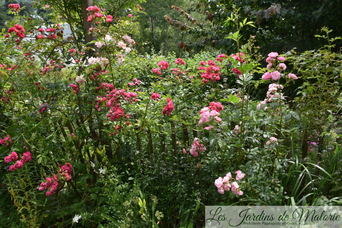 rosier grimpant rose vif ‘Brewood Belle’, de Scarman, et ‘Pois de senteur’ de Jean-Lin Lebrun