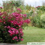 ❤ ❤ ❤  Focus sur le rosier 'Lupo'