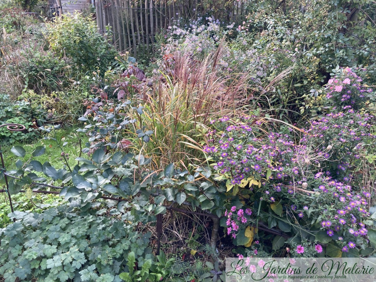Chroniques de mon jardin : fin octobre - Les Jardins de Malorie