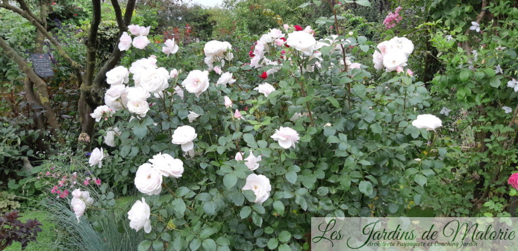 rosier 'Jardin de Granville'