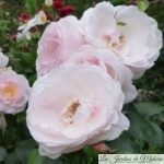 ❤ ❤ Focus sur le rosier 'Jardin de Granville'