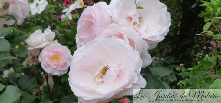 ❤ ❤ Focus sur le rosier ‘Jardin de Granville’