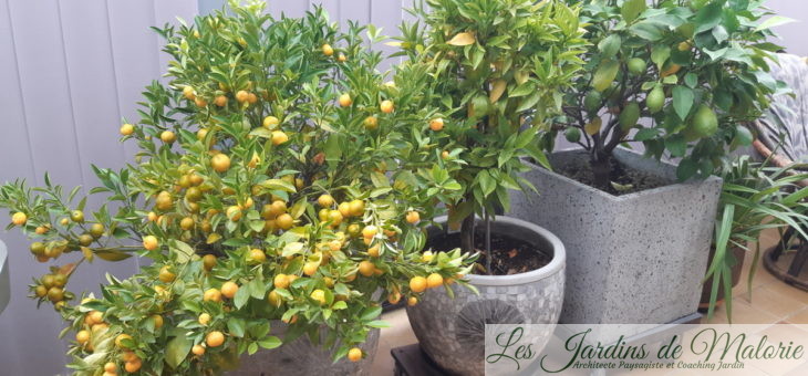Citronnier, oranger, mandarinier… Les cultiver en pot.