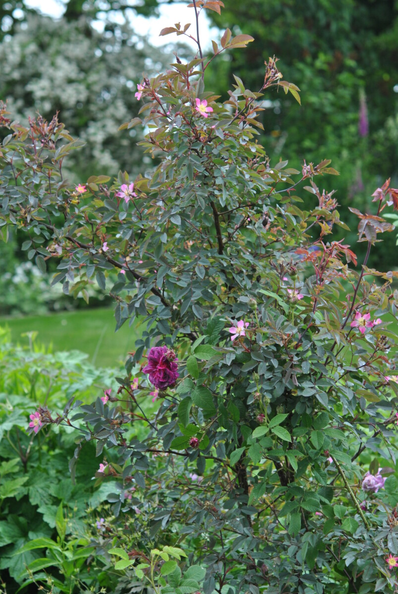 rosa glauca (rosa rubrifolia)