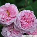 ❤ ❤  Focus sur le rosier ancien 'Comte de Chambord' ('Mme Boll')