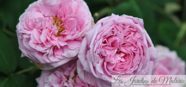 ❤ ❤  Focus sur le rosier ancien ‘Comte de Chambord’ (‘Mme Boll’)