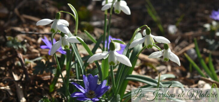 Chroniques de mon jardin : Beautés de février…