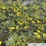 Belles sauvageonnes : Waldsteinia ternata, faux-fraisier stérile