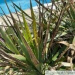Yucca malade: le phoma du Yucca
