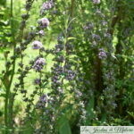 🌳 Buddleia alternifolia, Bel arbre aux papillons
