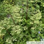 Les indispensables : L'Hydrangea paniculata 'Prim White'