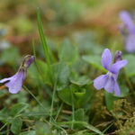 🐝  Plante sauvage mellifère : la violette des bois