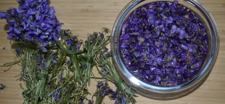 🍸 Sirop de violettes odorantes