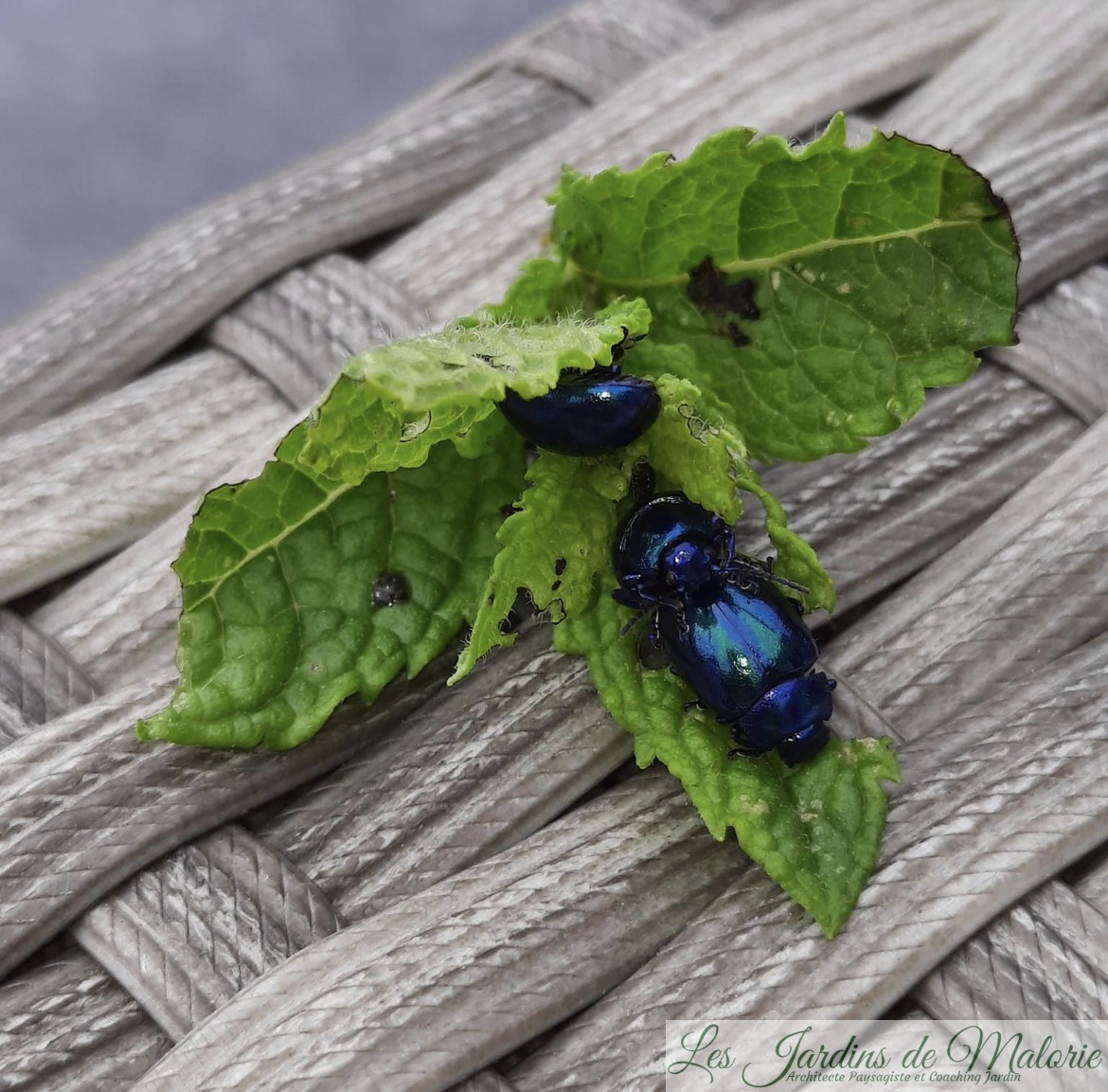 La coccinelle, un coléoptère méconnu - France Bleu
