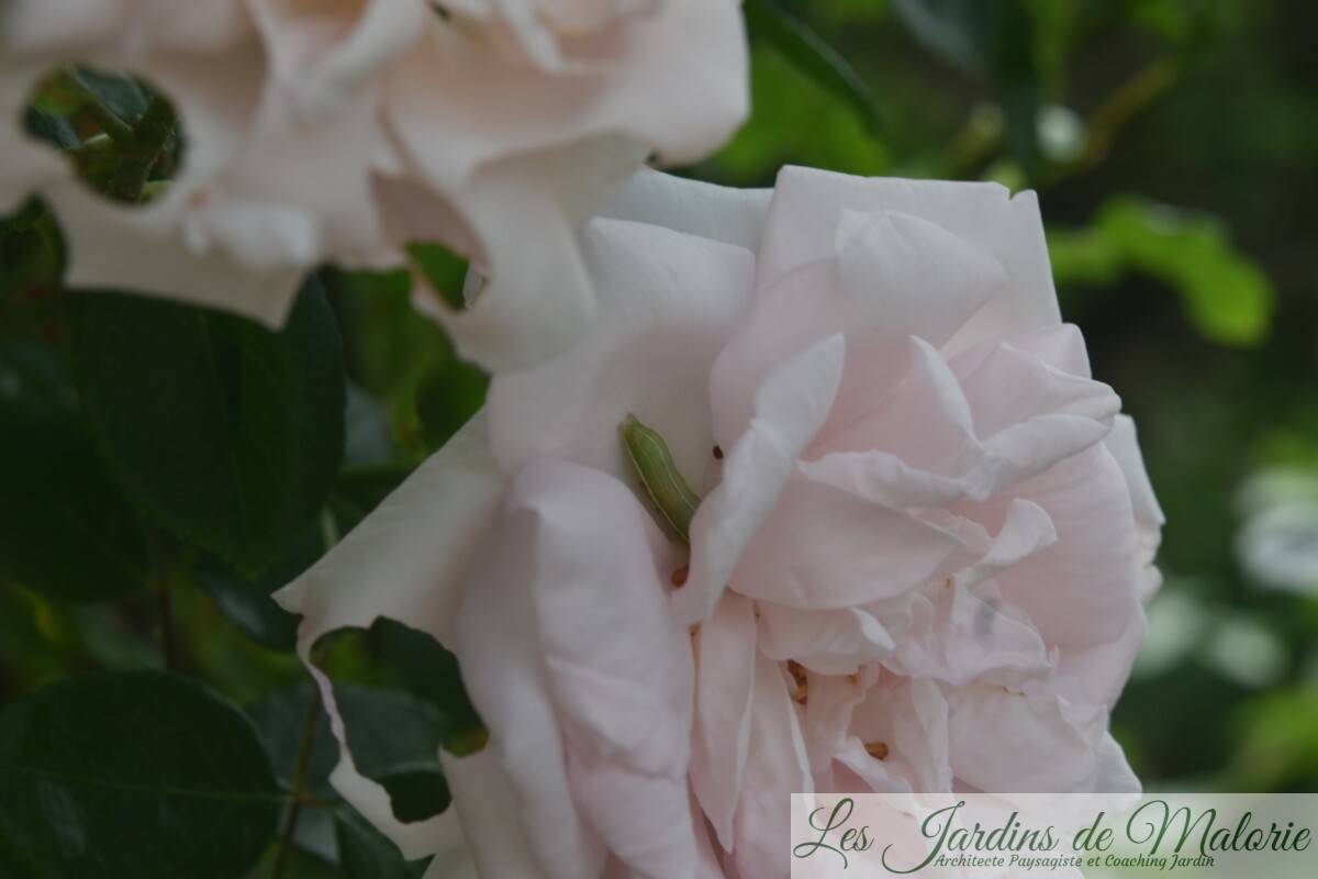 C’est qui qui… a mangé le bouton de rose? Les Jardins de Malorie