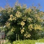 🌳 Koelreuteria paniculata, Savonnier ou arbre aux lanternes