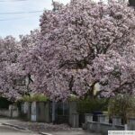 Magnolia Soulangeana