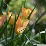 Coup de coeur pour les petites tulipes Bright Gem