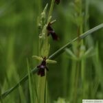 Belles sauvageonnes : Les Orchidées sauvages