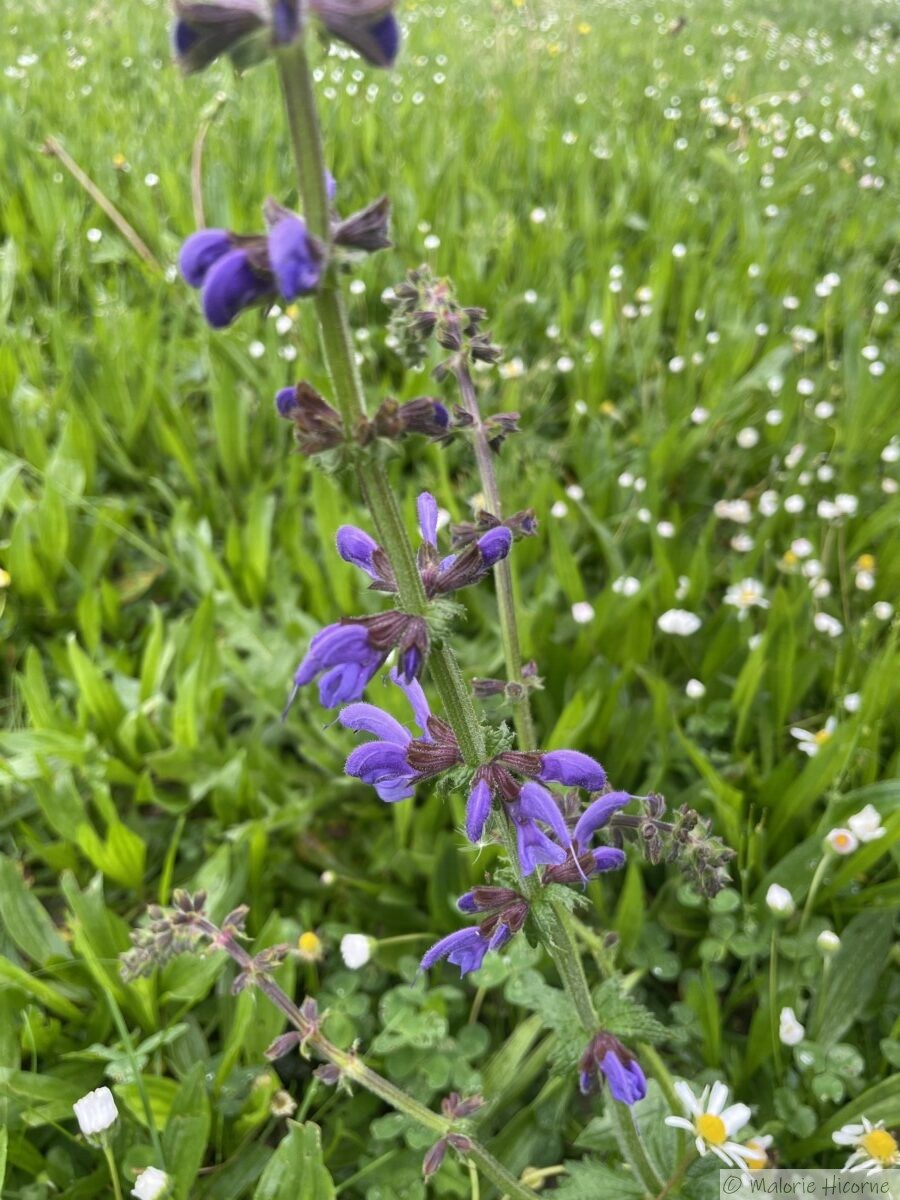 Salvia pratensis, sauge Commune, Sauge des Prés