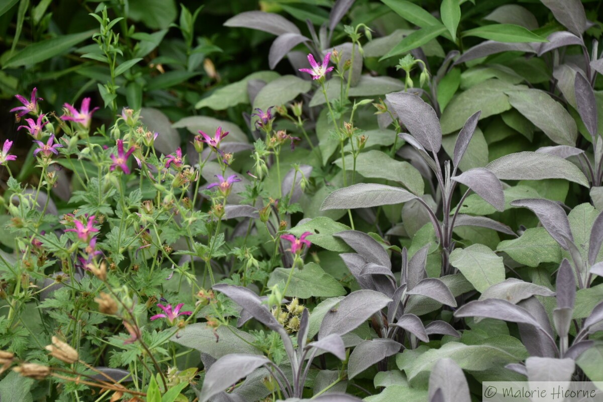 Géranium oxonianum thurstonianum et Salvia officinalis purpurascens