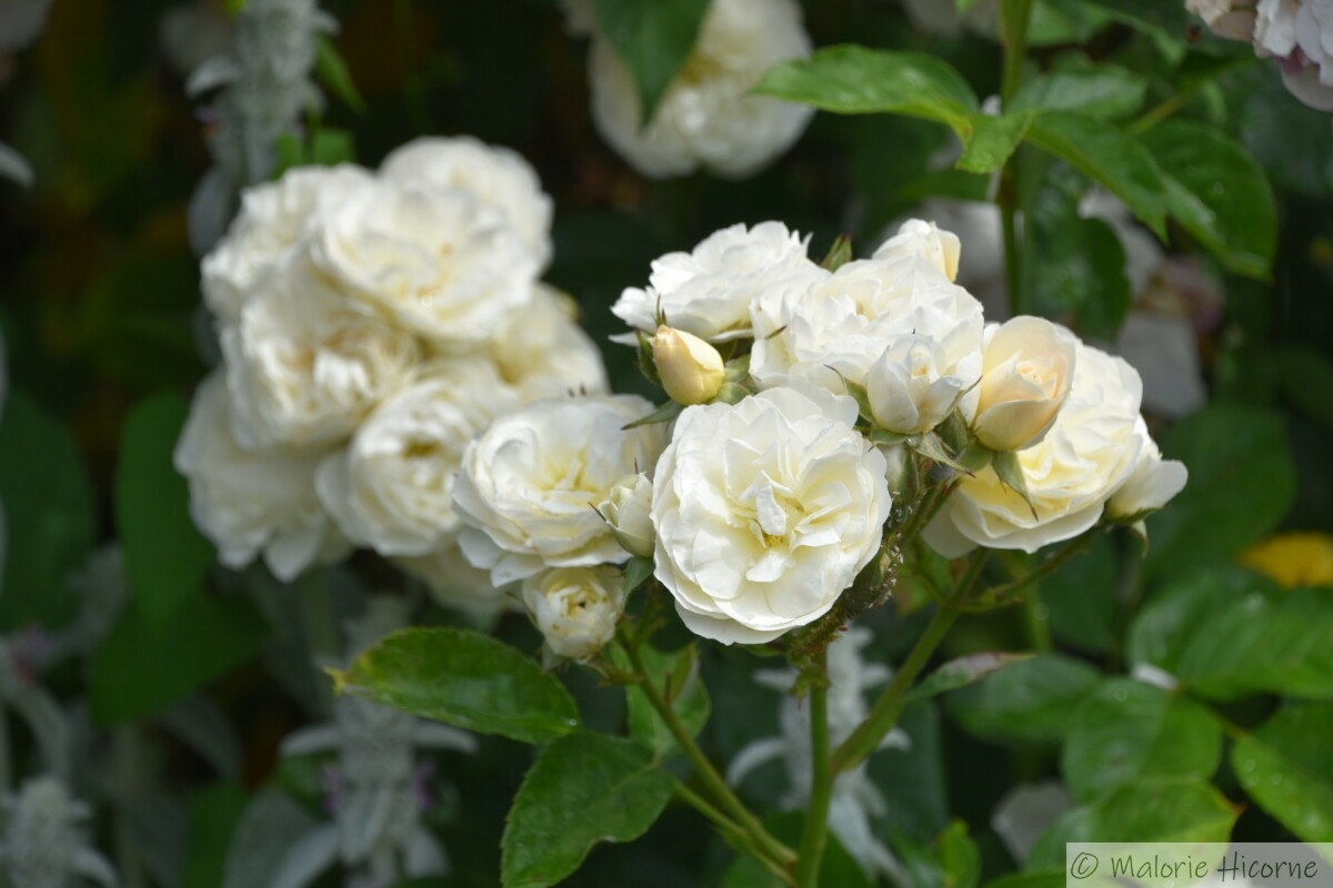 rosa Bouquet parfait (31-05-26 chez Martine G)