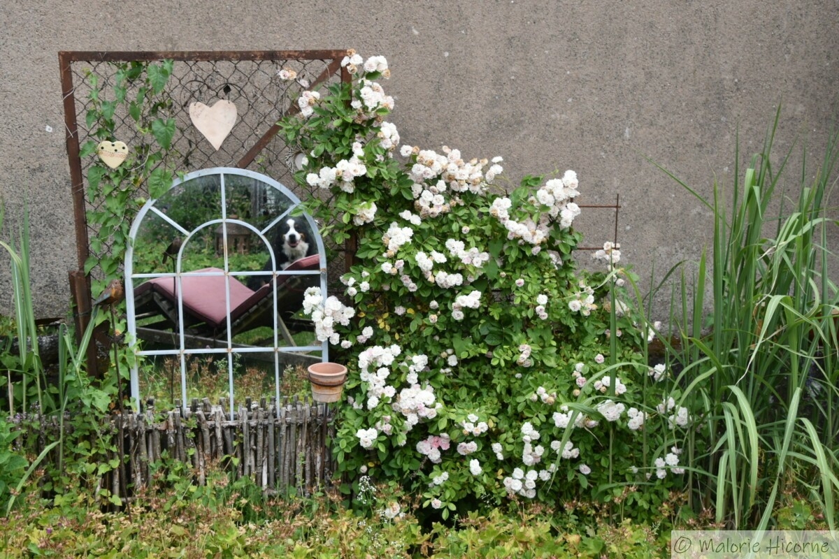 rosa Frau Eva Shubert (mai 2026 chez Martine G)