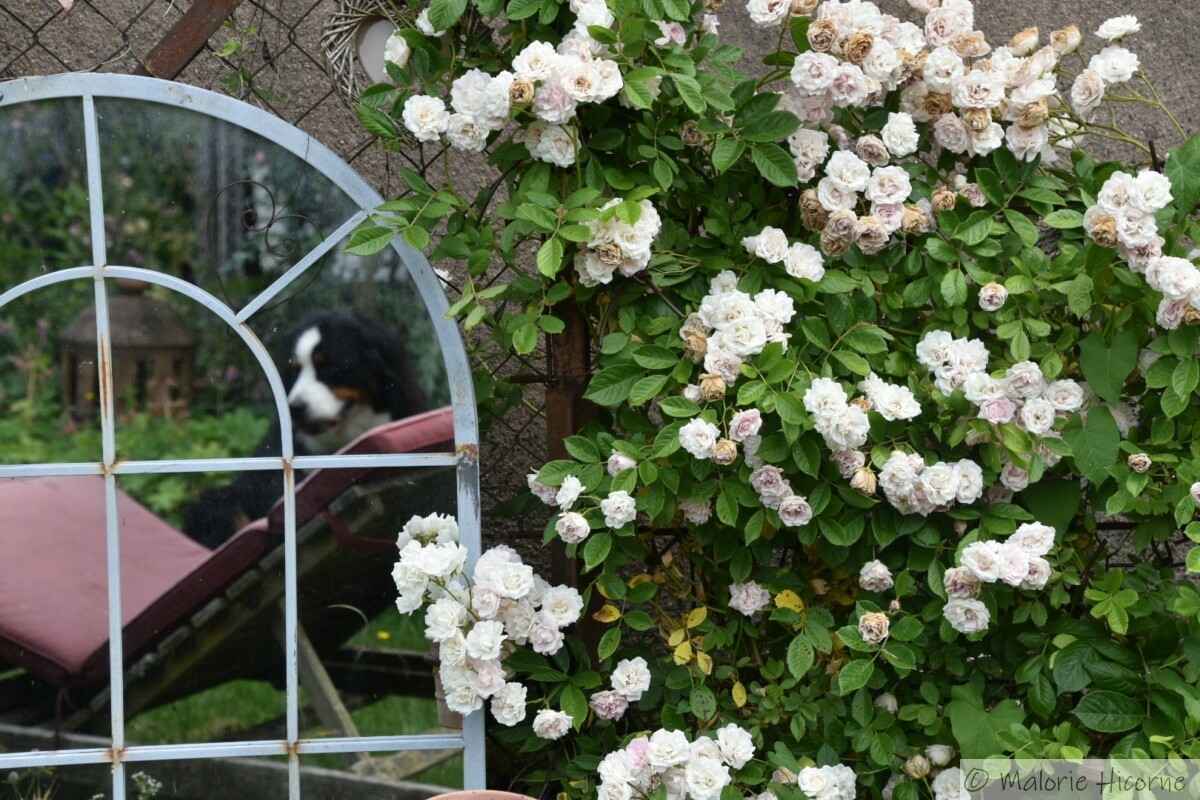 rosa Frau Eva Shubert (mai 2026 chez Martine G)