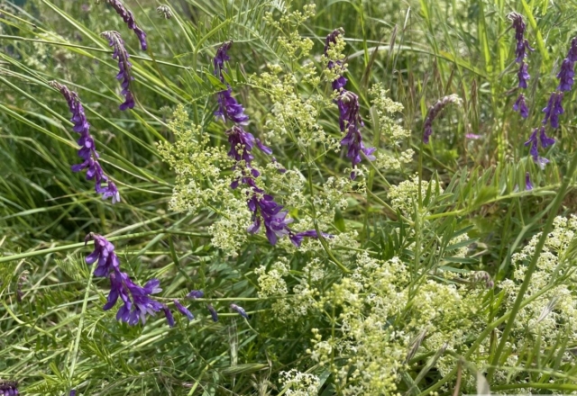 Vicia villosa