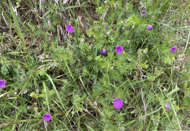 Géraniums sanguineum
