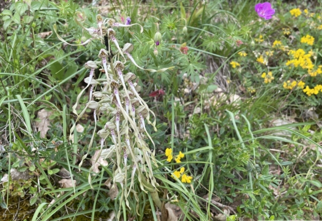 Orchis bouc