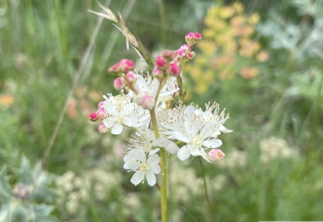 Filipendule Vulgaris