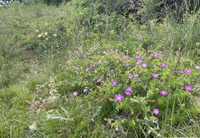 Géraniums sanguineum