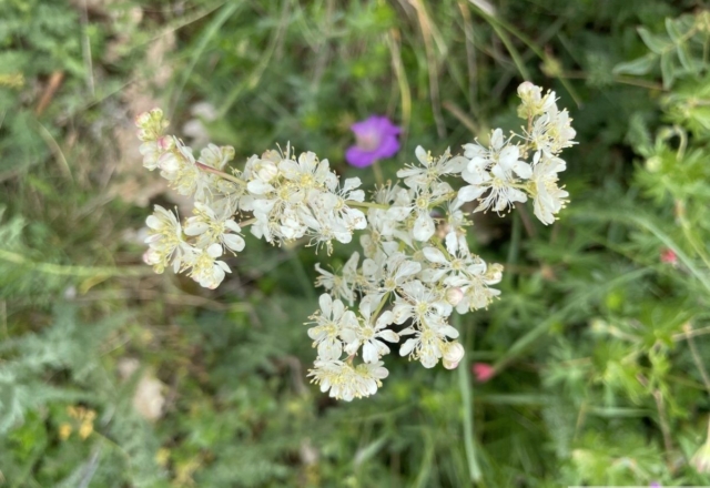 Filipendule Vulgaris