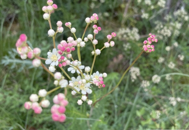 Filipendule Vulgaris