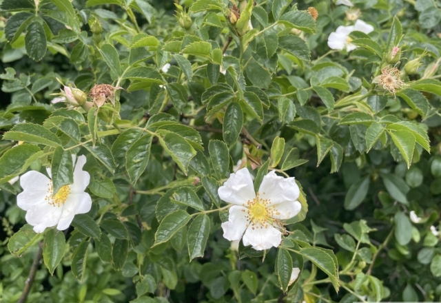 Rosa canina