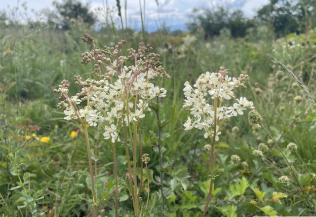 Filipendule Vulgaris