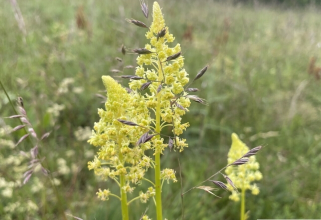 Réséda lutea