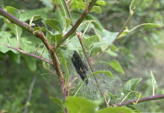 Chenilles d’Yponomeutes