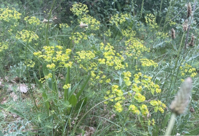 Euphorbes Petit cyprès