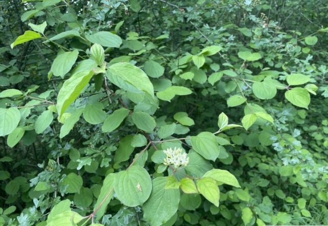 Cornus
