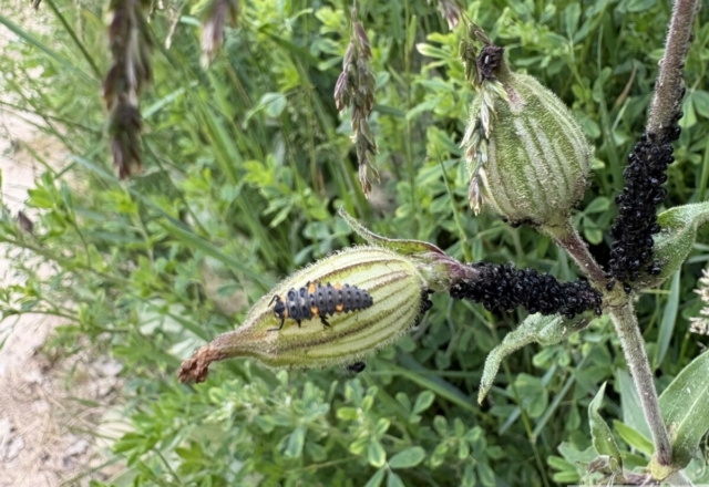Une larve de coccinelle européenne